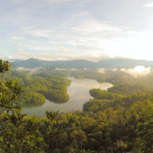 Der Amazonas-Regenwald: das wichtigste Ökosystem der Welt