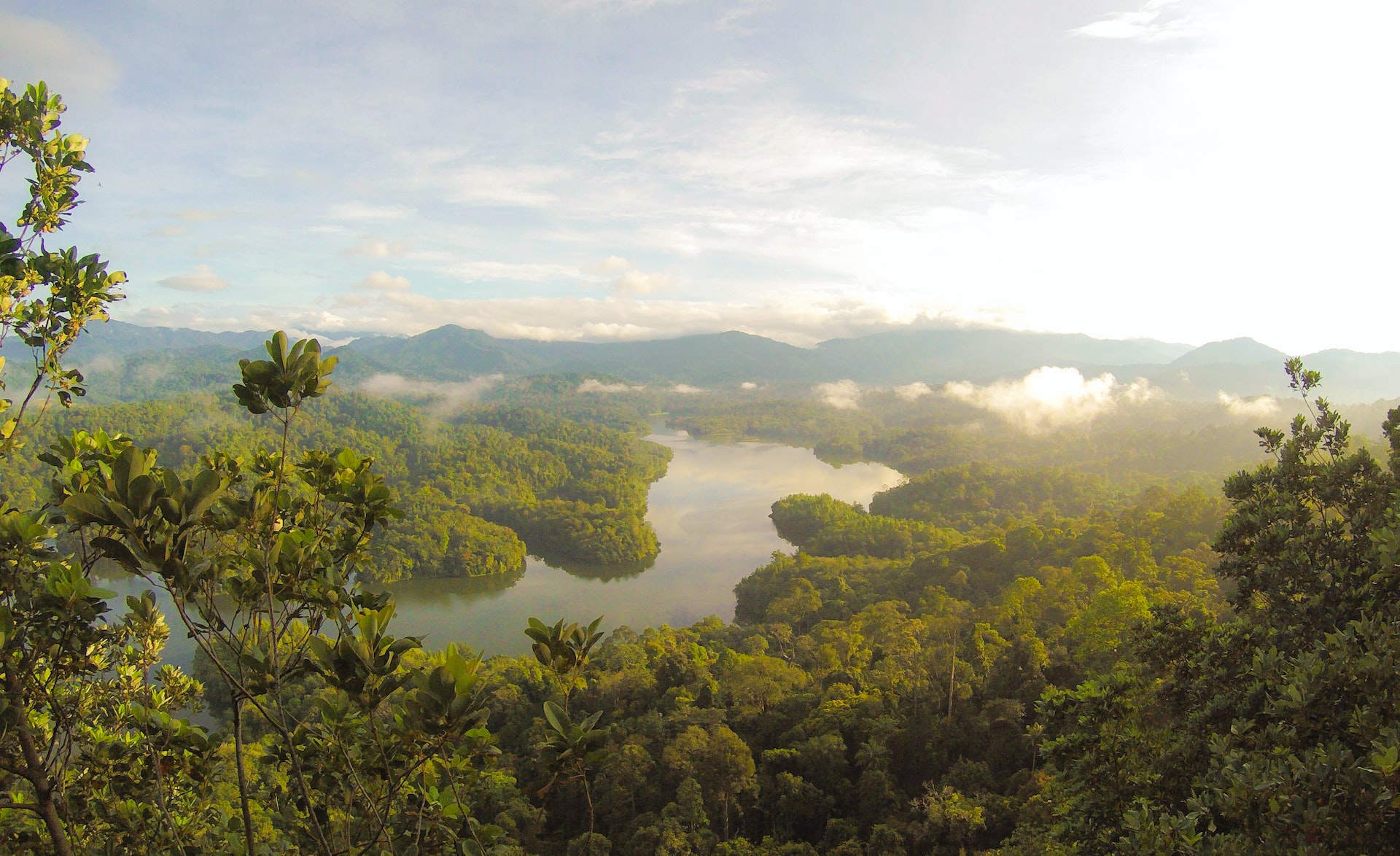 Der Amazonas-Regenwald: das wichtigste Ökosystem der Welt